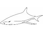 Shark Tribalized 0 0 3 Decal