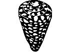  Shell Marble Cone 1 7 9 V A 1 Decal