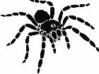  Spider Tarantula Decal