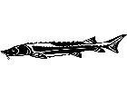  Sturgeon Fish 1 4 1 V A 1 Decal