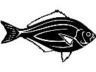  Surf Perch Fish 1 4 1 V A 1 Decal