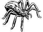  Tarantula Hairy Spider Decal