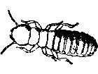  Termite Decal