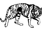  Tiger Prowling Slow Decal