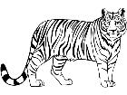  Tiger 1 4 5 V A 1 Decal