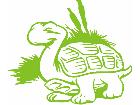  Turtle Decal