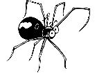  Wild Animals Spider D H P A 1 Decal