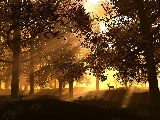 Free Graphic Wallpaper #499