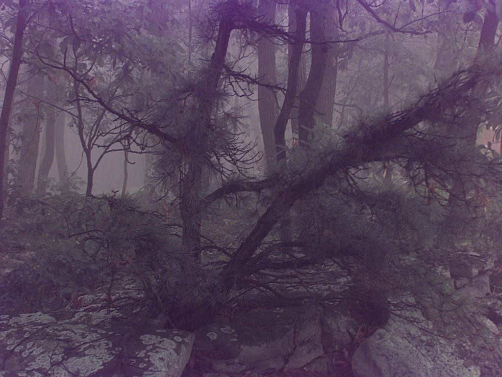 Your Free Wallpaper