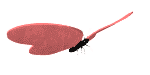 Free Animated Gif