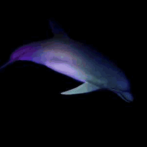 Free Animated Gif