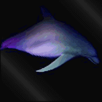 Free Animated Gif