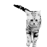 Free Animated Gif