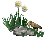 Free Animated Gif
