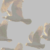 Free Animated Gif