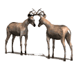 Free Animated Gif