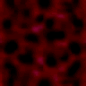 Free Animated Gif