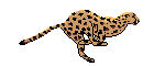 Free Animated Gif