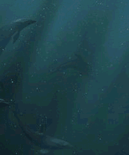 Free Animated Gif