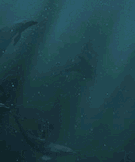 Free Animated Gif