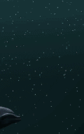 Free Animated Gif