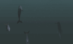 Free Animated Gif