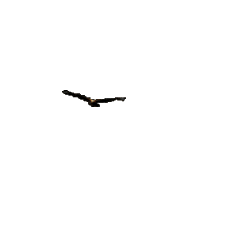 Free Animated Gif