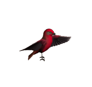 Free Animated Gif