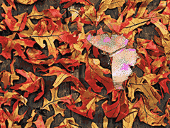 Free Animated Gif