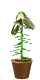 Free Animated Gif