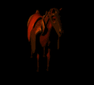 Free Animated Gif