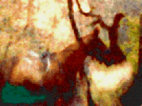 Free Animated Gif