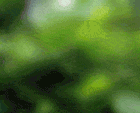 Free Animated Gif