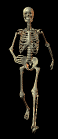 Free Animated Gif
