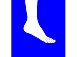 Sticker Custom Preview Image #014519 Anatomy Ankle Foot