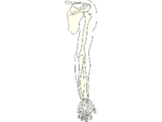 Sticker Custom Preview Image #014559 Anatomy Bones Arm