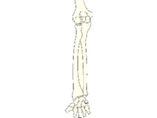 Sticker Custom Preview Image #014562 Anatomy Bones Forearm