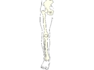 Sticker Custom Preview Image #014566 Anatomy Bones Leg1