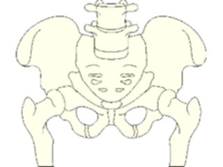 Sticker Custom Preview Image #014568 Anatomy Bones Pelvis