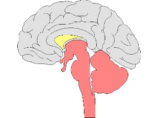 Sticker Custom Preview Image #014578 Anatomy Brain Cross Section1