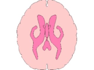 Sticker Custom Preview Image #014579 Anatomy Brain Cross Section2