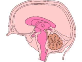 Sticker Custom Preview Image #014580 Anatomy Brain Cross Section3