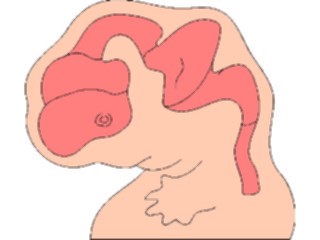 Sticker Custom Preview Image #014581 Anatomy Brain Development1