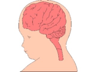 Sticker Custom Preview Image #014583 Anatomy Brain Development3