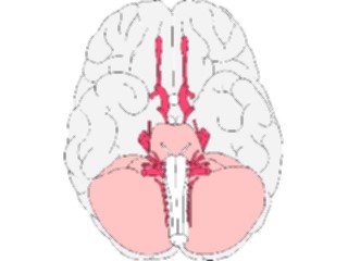 Sticker Custom Preview Image #014584 Anatomy Brain Inferior View1