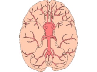 Sticker Custom Preview Image #014585 Anatomy Brain Inferior View2