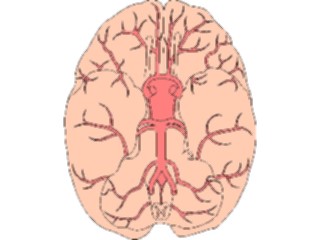 Sticker Custom Preview Image #014585 Anatomy Brain Inferior View2