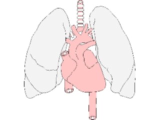 Sticker Custom Preview Image #014590 Anatomy Cardiovascular System