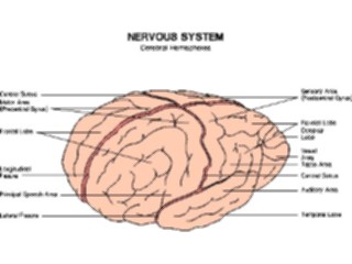 Sticker Custom Preview Image #014591 Anatomy Chart Brain