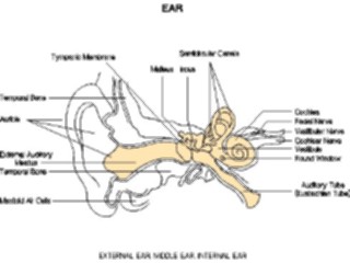 Sticker Custom Preview Image #014592 Anatomy Chart Ear